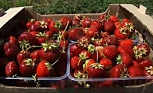 В белгородском кластере по производству земляники ожидают до конца года получить 250 тонн ягод