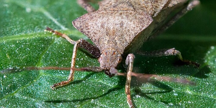 Can Wasps Squash The Stink Bug Plague? KUNC