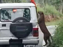 Леопард вцепился в руку 12-летнего мальчика во время сафари в Индии