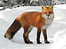 Лиса: почему человеку не удалось сделать её домашним животным