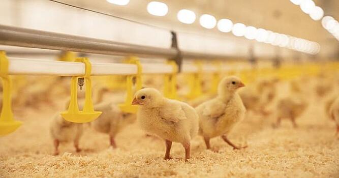 Троян Emotet удесятерил спам-активность и начал атаковать 64-битные системы