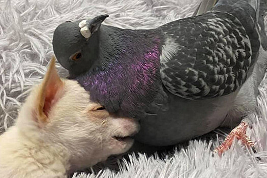 Пользователи сети позавидовали дружбе голубя и щенка чихуахуа