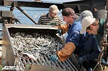 Дары Балтики. Как политика, браконьеры и старый флот влияют на вылов рыбы