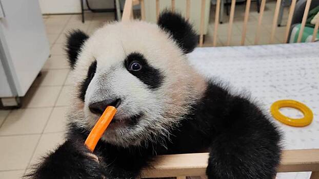 Московский зоопарк показал ранний подъем панды Катюши
