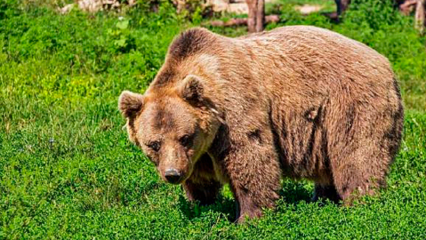 В Крыму могут уничтожить медведей из-за храма