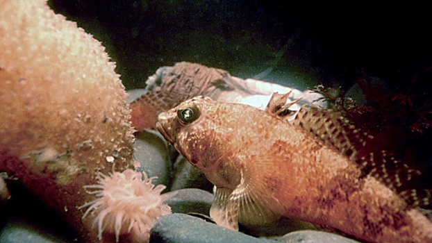 Отколовшийся айсберг обнажил огромные «кварталы» рыбьих гнезд в Антарктиде