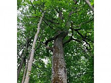 В Кузнецком районе нашли дуб и сосны возрастом не менее двух веков