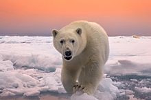 День белого медведя и премьера документального фильма «Голоса Бухты Тихая»