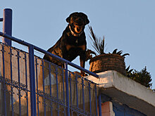 Натравившая ротвейлера на мужчину карагандинка отделалась штрафом