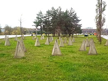 Губернаторскую сирень утеплили на зиму