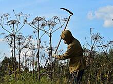 Перечислены способы побороть борщевик на участке
