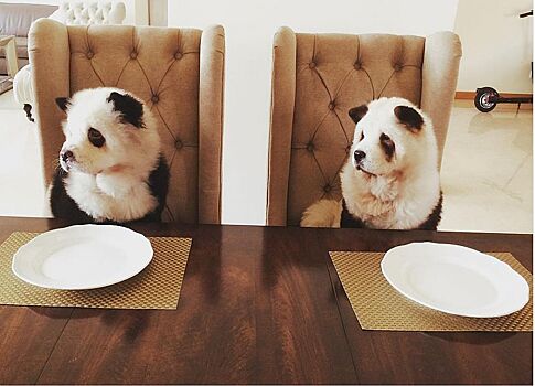 Что-то новое: в китайском кафе красят щенков, чтобы они выглядели как панды