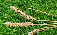 Популярная газонная трава превратилась в бич пшеничных полей в Китае