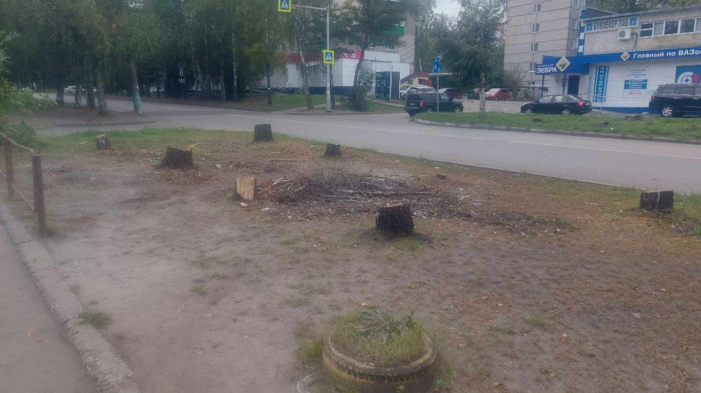 На улице Кронштадтской в Пензе незаконно уничтожили березы