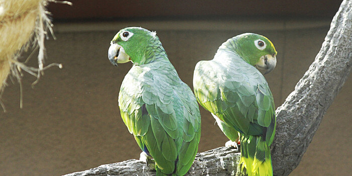 Полакомились манго: пьяные попугаи вызвали хаос в Австралии