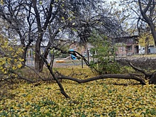 &laquo;Может завалиться на детскую площадку&raquo;: ростовчан пугают аварийные деревья