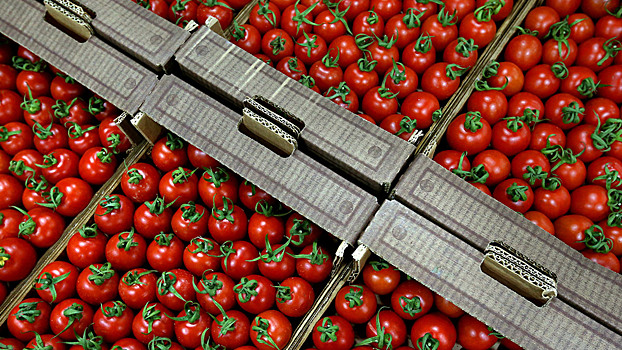 Россия запретила ввоз томатов из Марокко