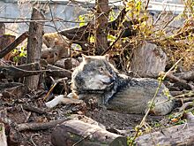 Самец евразийского волка поселился в Московском зоопарке