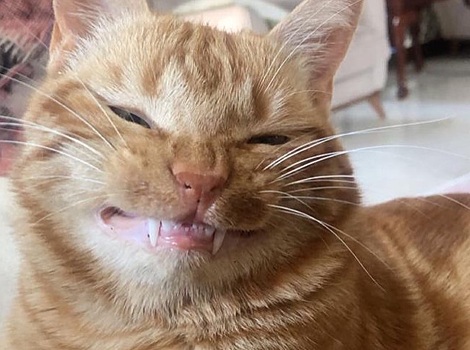 Кот с улыбкой ужасного клоуна Пеннивайза очаровывает и пугает соцсети