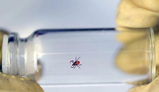 О клещах с лихорадкой предупредили уезжающих на Юг жителей Новосибирска