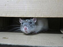 Москвичка обнаружила в своем унитазе крысу