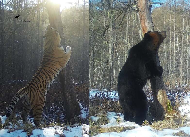 Тигр и медведь устроили заочное соревнование около «почтового» дерева — места, где животные оставляют метки.