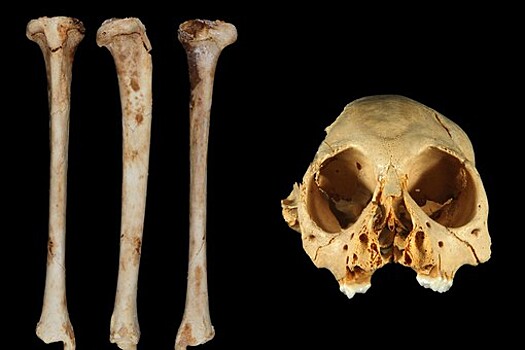 Найдены останки обезьяны возрастом 1,3 млн лет