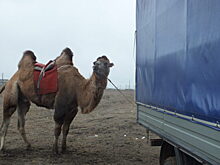 Верблюды-террористы из Астраханской области вырвались на свободу