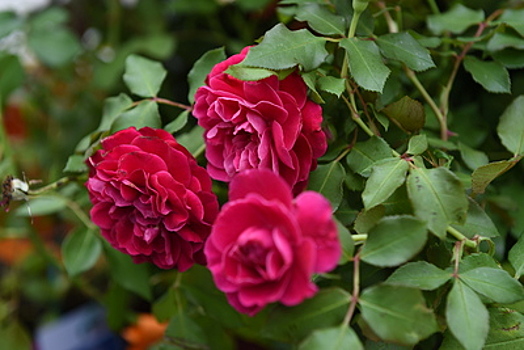 Трехметровый футбольный мяч из живых цветов увидят гости Moscow Flower Show