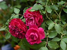 Трехметровый футбольный мяч из живых цветов увидят гости Moscow Flower Show