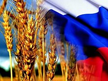 В Совфеде предрекли дефицит качественного зерна в РФ