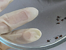 Врачи посоветовали обращаться за медпомощью после укуса клеща