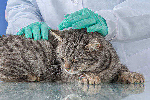 Катаракта у кошек – симптомы и лечение