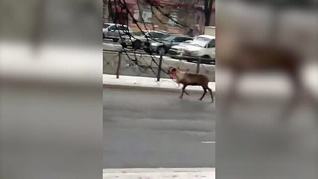 Полицейские поймали гулявшего по Петербургу оленя