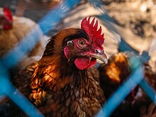 В России упали продажи куриного мяса