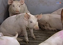 В Волгоградской области выявлен новый очаг африканской чумы свиней