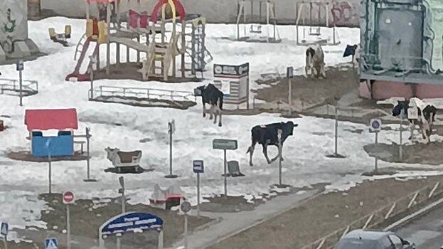 Проблему гуляющих по Вологде коров взяли на контроль