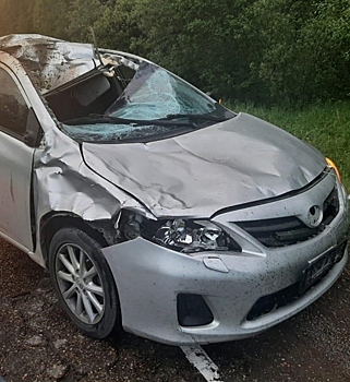 Кузбассовцы массово попали в ДТП с лосями