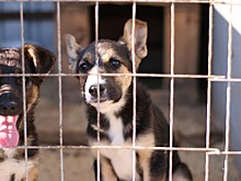 Зоозащитники бьют тревогу: у собак в отлове Копейска остается все меньше шансов уцелеть