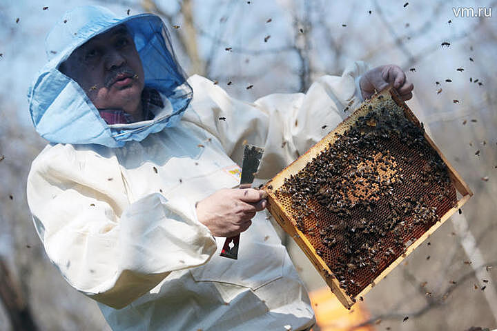 Почему исчезновение пчел может поставить под угрозу существование всего человечества