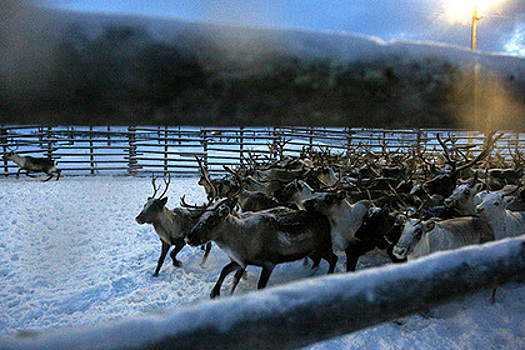 На Ямале более 650 тысяч оленей защитят от сибирской язвы
