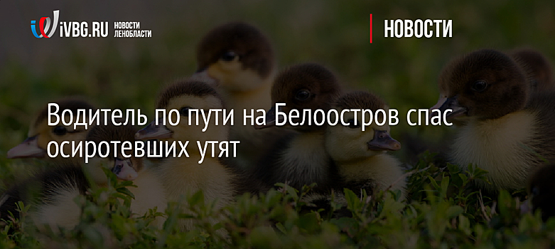Водитель по пути на Белоостров спас осиротевших утят