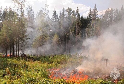 Статус чрезвычайной пожароопасности лесов продлили в Удмуртии на неделю