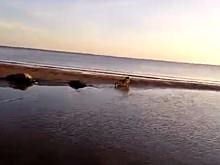 Тюлененка, посетившего Петербург, выпустили в Финский залив