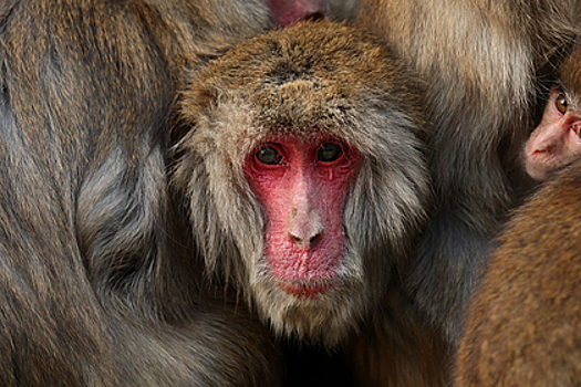 Японки организовали отряд самообороны от обезьян