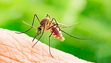 Ученые разработали новый способ защитить человека от укусов комаров