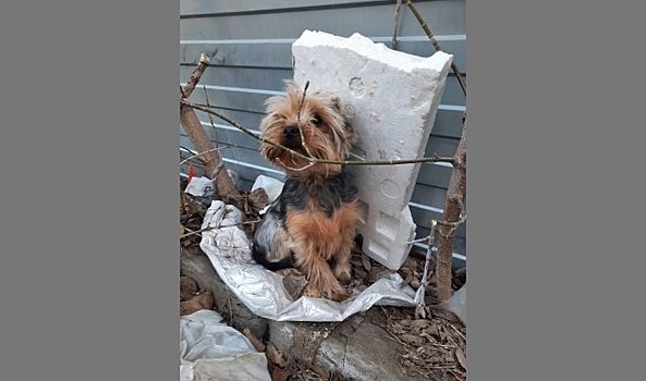 В Волгограде породистого пса выкинули на мусорку