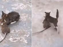 Котёнок не испугался огромной крысы и уволок её на глазах у опешившего туриста - видео