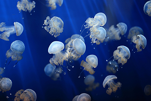 Ученый объяснил нашествие медуз в Азовском море