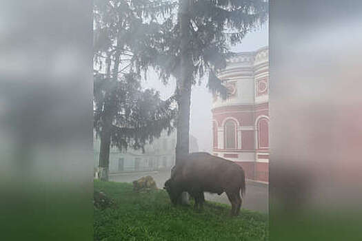 В Курском цирке бизон хотел организовать массовый побег животных, но в итоге ушел один